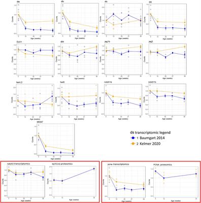 Age-Dependent Regulation of Notch Family Members in the Neuronal Stem Cell Niches of the Short-Lived Killifish Nothobranchius furzeri